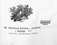 Cladonia scabriuscula image